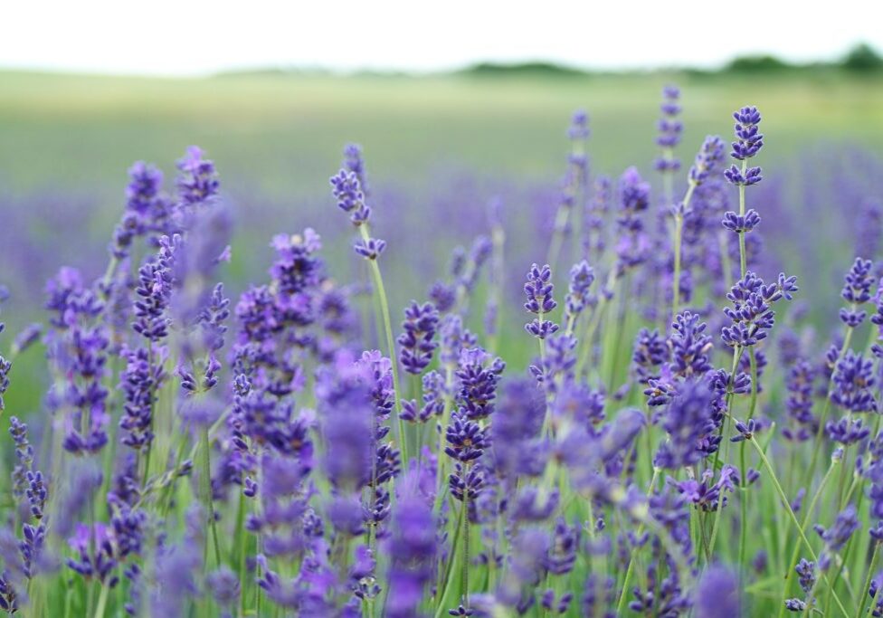 annie-spratt-40664 annie-spratt-40664